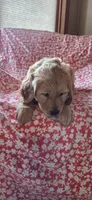 Spice, a female Golden Retriever for sale in Decatur, IN – Photo 1 of 5