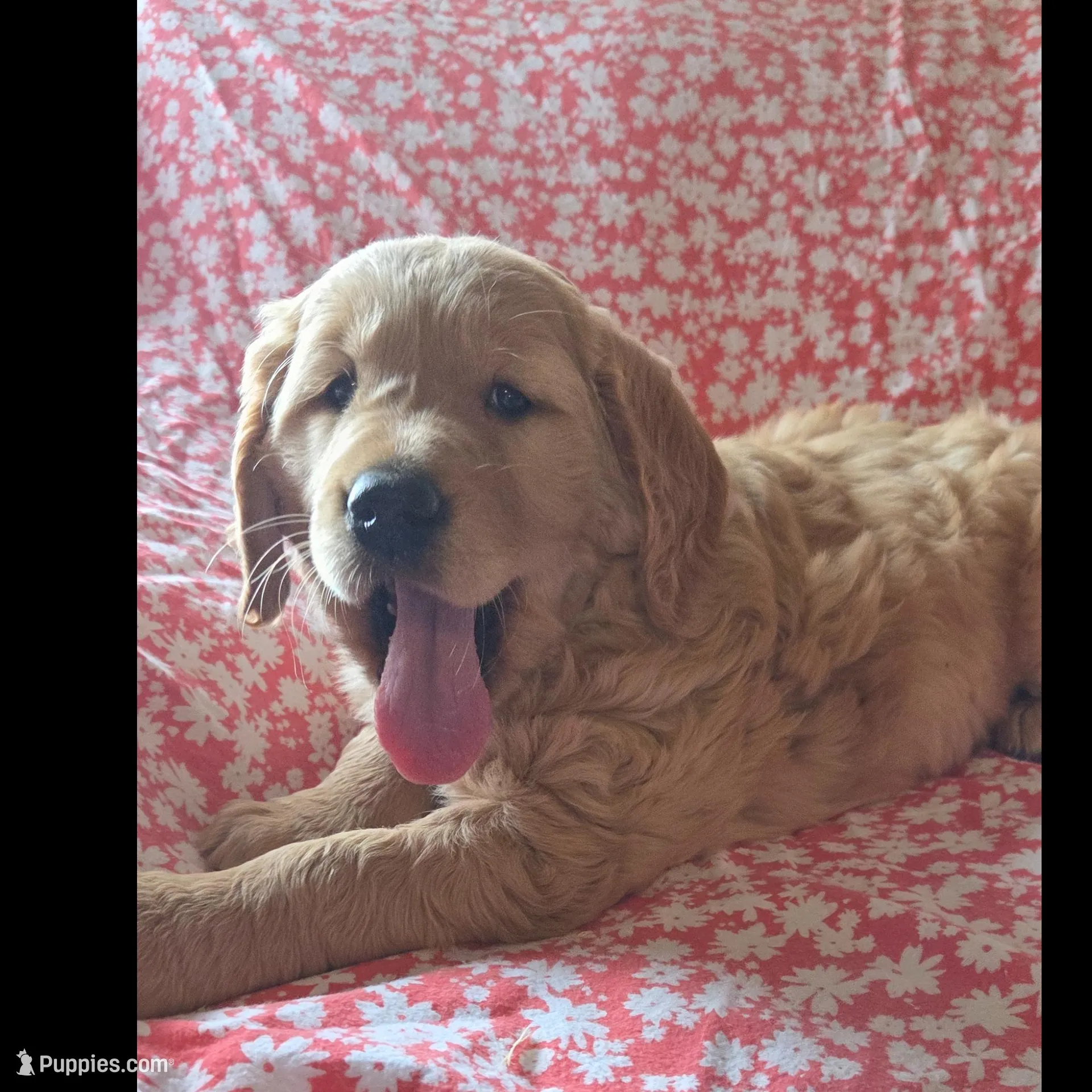 Spice, a female Golden Retriever for sale in Decatur, IN – Photo 3 of 5