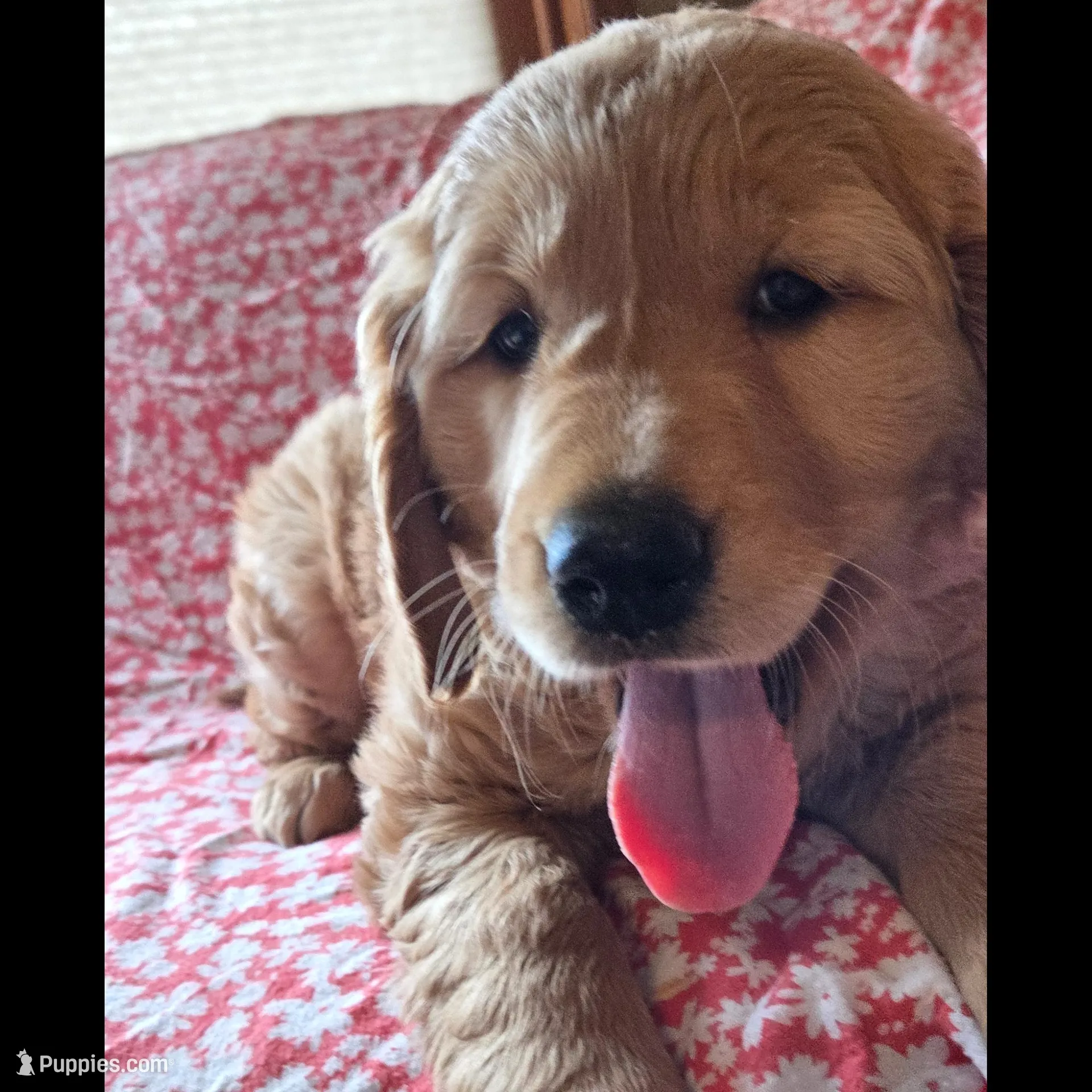 Spice, a female Golden Retriever for sale in Decatur, IN – Photo 5 of 5