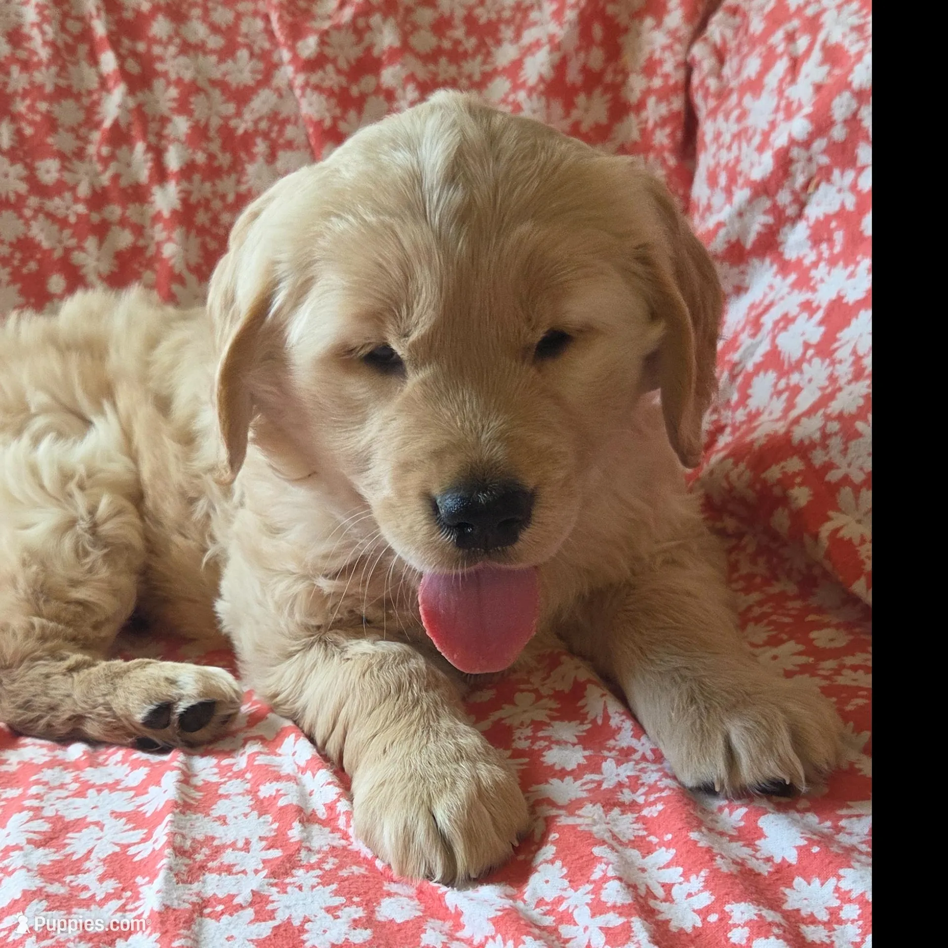 Sugar , a female Golden Retriever for sale in Decatur, IN – Photo 1 of 5