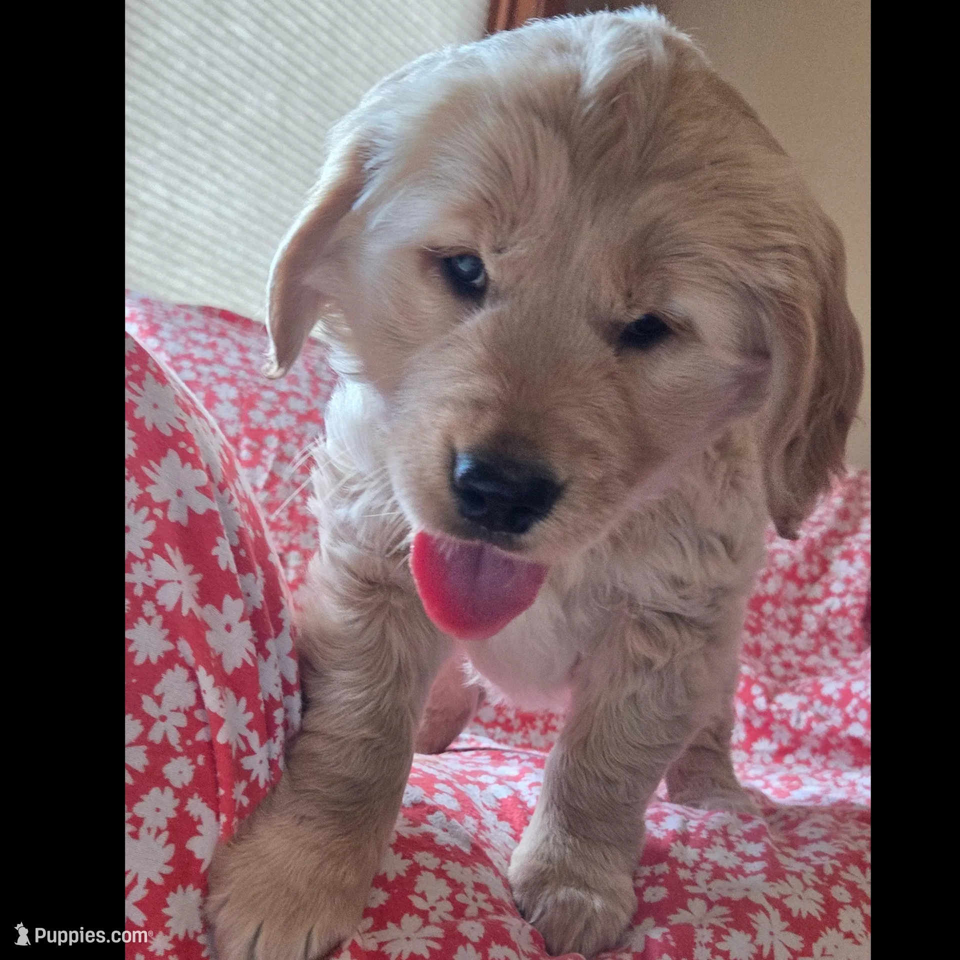 Sugar , a female Golden Retriever for sale in Decatur, IN – Photo 5 of 5