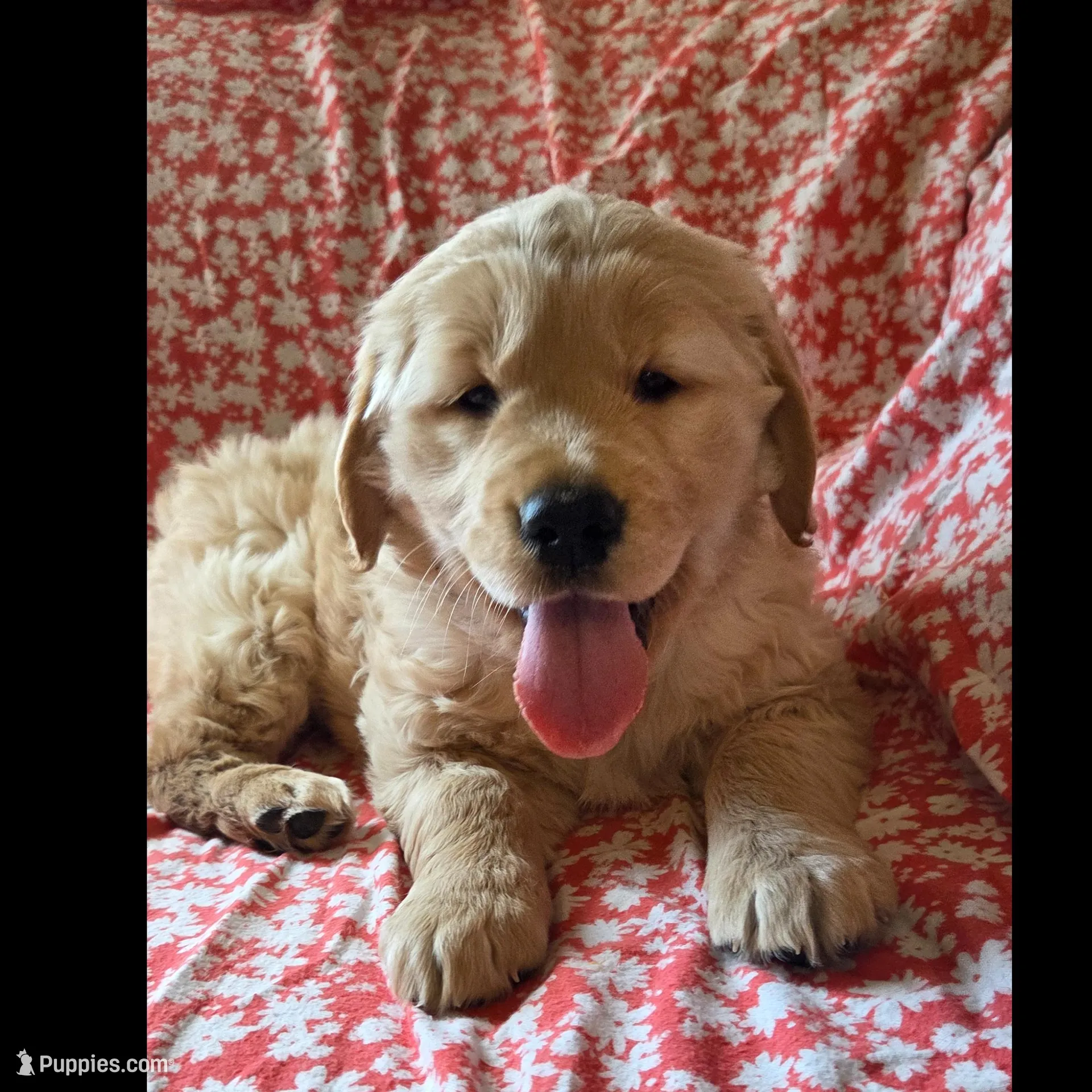 Sugar , a female Golden Retriever for sale in Decatur, IN – Photo 4 of 5
