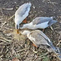 processed/1c2a5467-1b66-4906-8b12-81895844370e/facility/f6e55272-5e90-4e6b-af29-16ffc11c2ebe