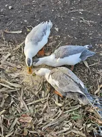 processed/1c2a5467-1b66-4906-8b12-81895844370e/facility/f6e55272-5e90-4e6b-af29-16ffc11c2ebe