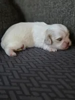 Demi, a female Cavalier King Charles Spaniel and Shih Tzu for sale in Wesley, IA – Photo 7 of 8
