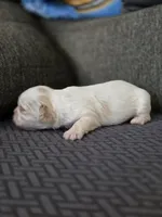 Demi, a female Cavalier King Charles Spaniel and Shih Tzu for sale in Wesley, IA – Photo 5 of 8
