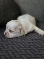 Demi, a female Cavalier King Charles Spaniel and Shih Tzu for sale in Wesley, IA – Photo 3 of 8