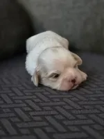 Demi, a female Cavalier King Charles Spaniel and Shih Tzu for sale in Wesley, IA – Photo 2 of 8