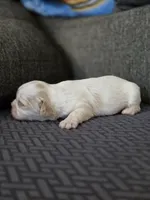 Demi, a female Cavalier King Charles Spaniel and Shih Tzu for sale in Wesley, IA – Photo 6 of 8