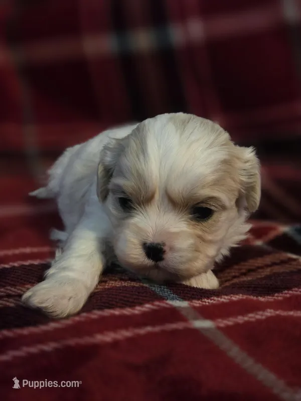 Demi – Cavalier King Charles Spaniel, Shih Tzu puppy for sale in Wesley, IA