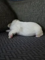 Demi, a female Cavalier King Charles Spaniel and Shih Tzu for sale in Wesley, IA – Photo 8 of 8