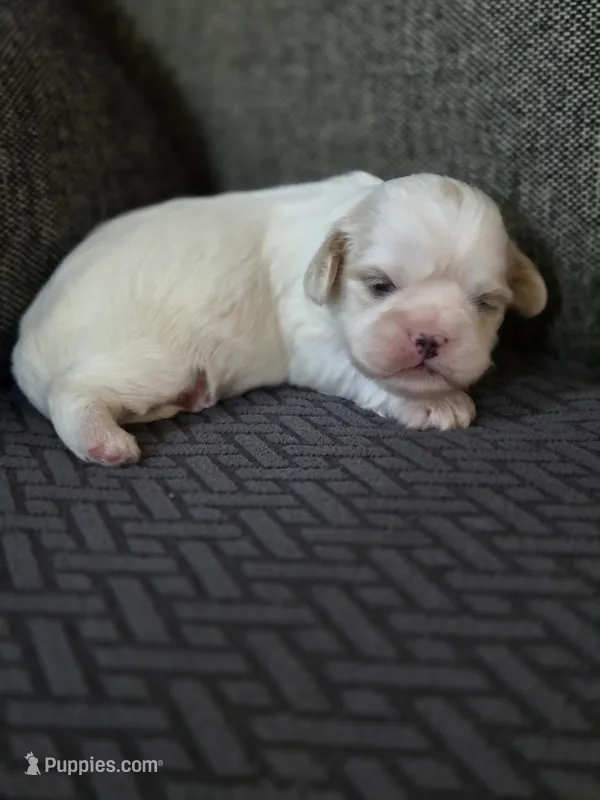 Demi – Cavalier King Charles Spaniel, Shih Tzu puppy for sale in Wesley, IA