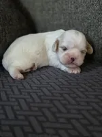 Demi, a female Cavalier King Charles Spaniel and Shih Tzu for sale in Wesley, IA – Photo 1 of 8