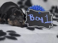 Boy1, a male Chihuahua for sale in Wesley, IA – Photo 6 of 10