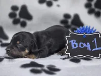 Boy1, a male Chihuahua for sale in Wesley, IA – Photo 4 of 10