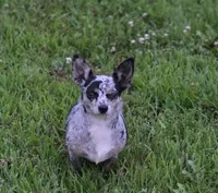 Boy1, a male Chihuahua for sale in Wesley, IA – Photo 9 of 10