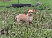 Boy1, a male Chihuahua for sale in Wesley, IA – Photo 10 of 10