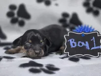 Boy1, a male Chihuahua for sale in Wesley, IA – Photo 5 of 10