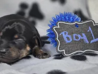 Boy1, a male Chihuahua for sale in Wesley, IA – Photo 7 of 10