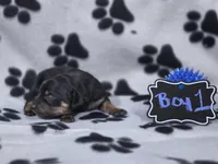 Boy1, a male Chihuahua for sale in Wesley, IA – Photo 8 of 10