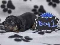 Boy1, a male Chihuahua for sale in Wesley, IA – Photo 2 of 10