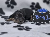 Boy1, a male Chihuahua for sale in Wesley, IA – Photo 3 of 10