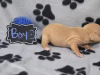 Boy3, a male Chihuahua for sale in Wesley, IA – Photo 5 of 9