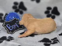 Boy3, a male Chihuahua for sale in Wesley, IA – Photo 7 of 9