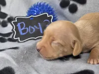 Boy3, a male Chihuahua for sale in Wesley, IA – Photo 1 of 9