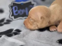 Boy3, a male Chihuahua for sale in Wesley, IA – Photo 2 of 9