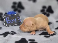 Boy3, a male Chihuahua for sale in Wesley, IA – Photo 6 of 9