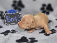 Boy3, a male Chihuahua for sale in Wesley, IA – Photo 4 of 9