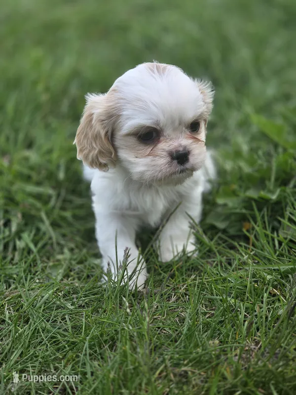 Carol – Cavalier King Charles Spaniel, Shih Tzu puppy for sale in Wesley, IA
