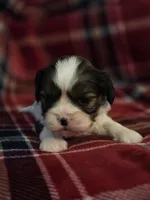 Paola, a female Cavalier King Charles Spaniel and Shih Tzu for sale in Wesley, IA – Photo 4 of 10