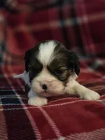 Paola, a female Cavalier King Charles Spaniel and Shih Tzu for sale in Wesley, IA – Photo 10 of 10