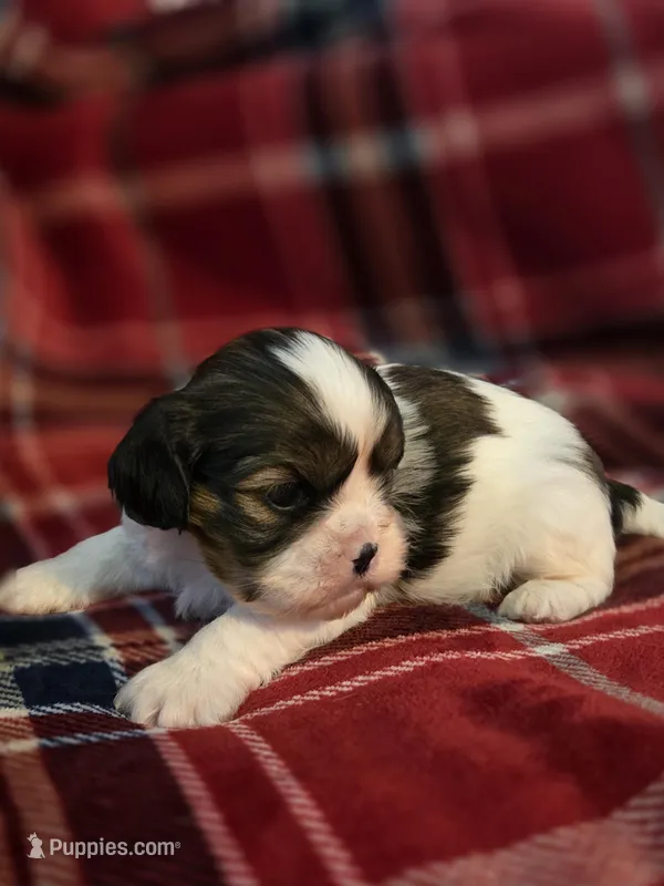 Paola, a female Cavalier King Charles Spaniel and Shih Tzu for sale in Wesley, IA – Photo 1 of 10