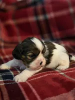 Paola, a female Cavalier King Charles Spaniel and Shih Tzu for sale in Wesley, IA – Photo 1 of 10