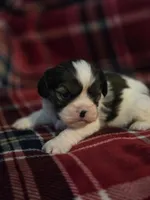 Paola, a female Cavalier King Charles Spaniel and Shih Tzu for sale in Wesley, IA – Photo 7 of 10