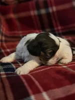 Paola, a female Cavalier King Charles Spaniel and Shih Tzu for sale in Wesley, IA – Photo 2 of 10