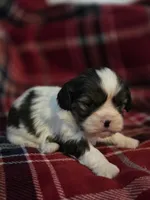 Paola, a female Cavalier King Charles Spaniel and Shih Tzu for sale in Wesley, IA – Photo 8 of 10
