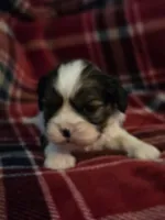 Paola, a female Cavalier King Charles Spaniel and Shih Tzu for sale in Wesley, IA – Photo 3 of 10