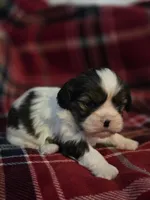 Paola, a female Cavalier King Charles Spaniel and Shih Tzu for sale in Wesley, IA – Photo 9 of 10