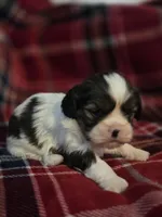 Paola, a female Cavalier King Charles Spaniel and Shih Tzu for sale in Wesley, IA – Photo 6 of 10