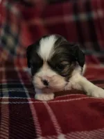 Paola, a female Cavalier King Charles Spaniel and Shih Tzu for sale in Wesley, IA – Photo 5 of 10