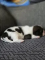 Paola, a female Cavalier King Charles Spaniel and Shih Tzu for sale in Wesley, IA – Photo 7 of 8