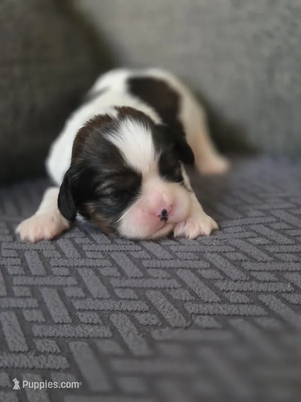 Paola – Cavalier King Charles Spaniel, Shih Tzu puppy for sale in Wesley, IA