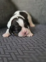 Paola, a female Cavalier King Charles Spaniel and Shih Tzu for sale in Wesley, IA – Photo 1 of 8