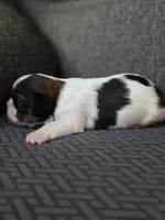 Paola, a female Cavalier King Charles Spaniel and Shih Tzu for sale in Wesley, IA – Photo 5 of 8