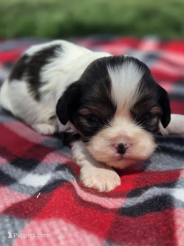 Paola – Cavalier King Charles Spaniel, Shih Tzu puppy for sale in Wesley, IA