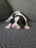 Paola, a female Cavalier King Charles Spaniel and Shih Tzu for sale in Wesley, IA – Photo 4 of 8